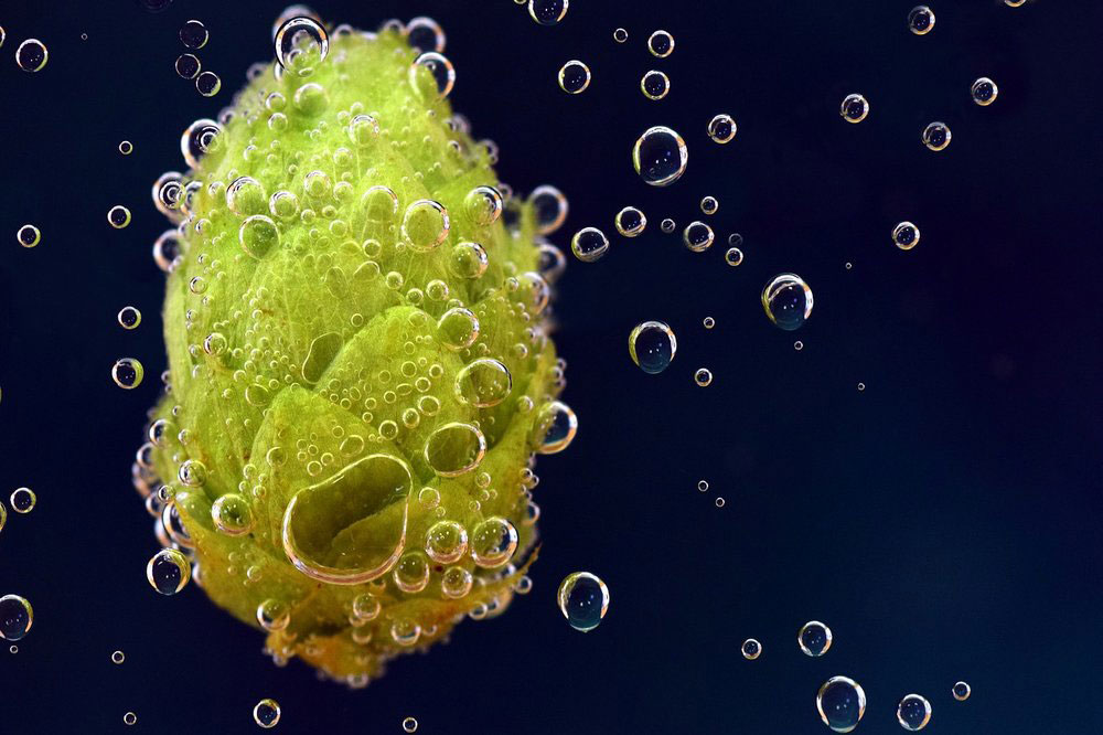 什么是啤酒釀造中的酒花蠕變？